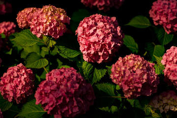 Rare,pink hydrangea flowers,close-up