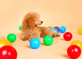 Three month old toy poodle puppy