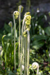 Fern fiddleheads in a spring garden