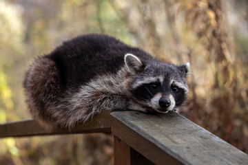 The raccoon lies on the wooden railing.