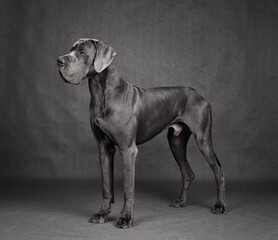 Standing beautiful Great Dane dog