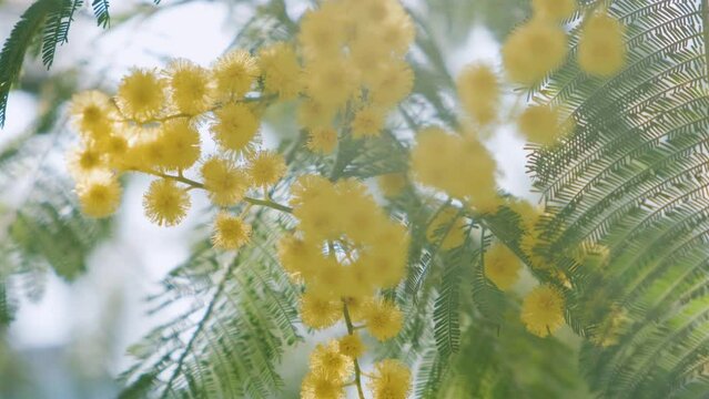 Spring yellow mimosa flowers in sunny day. Close up. Nature background. Womens day concept. Soft focus