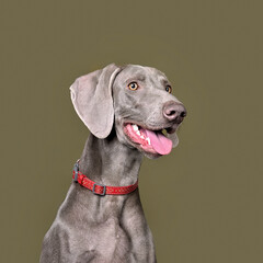 Portrait of weimaraner dog