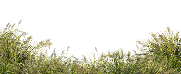foreground flower gardens and meadows on a transparent background.