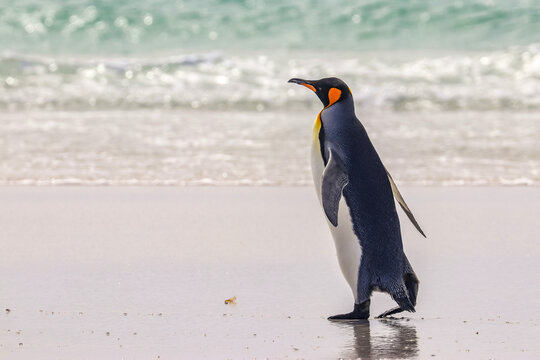 Volunteer Point, Falkland Islands, UK