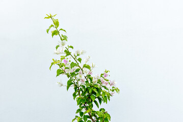 Beautiful pink and white flower (Bougainvillea) in front of wall