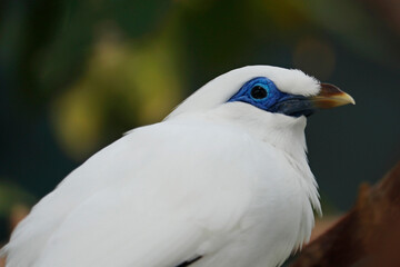 Balinese starlings (Leucopsar rothschildi) in close up. also known as Rothschild's mynah and is a symbol of Bali.