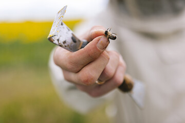 Bee insect apitherapy