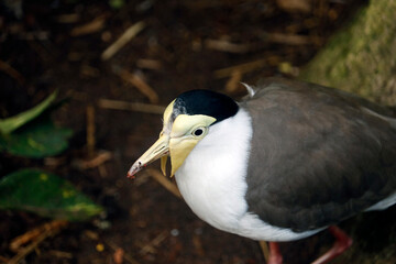The masked lapwing (Vanellus miles) is a large, common and conspicuous bird native to Australia, particularly the northern and eastern parts of the continent