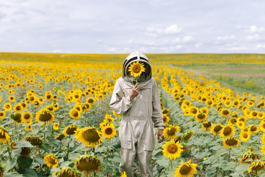 Farmer sunflower field 