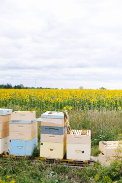 Apiary plantation beehive 