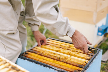 Beekeeper beehive job agriculture 