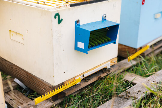 Hive apiculture outdoor 