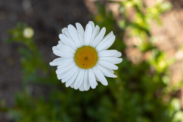 Fototapeta premium Single white daisy in a garden close up