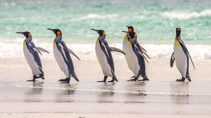Obraz premium Volunteer Point, Falkland Islands, UK
