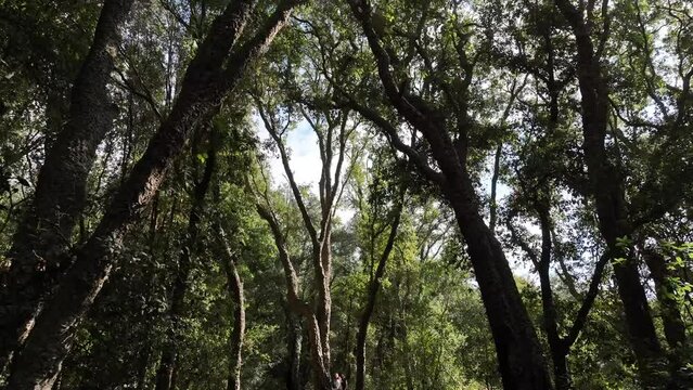 Fitta foresta di alberi, immersi nella natura.
Volando col drone in mezzo agli alberi.