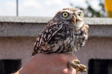 pójdzka, Little Owl , Athene noctua © Mariusz