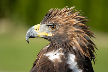majestic Golden Eagle, Aquila chrysaetos orzeł przedni