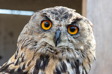 puchacz Eurasian Eagle-Owl Bubo bubo - obrazy, fototapety, plakaty