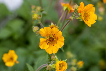 Orange geum flowers close up