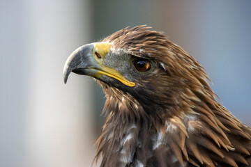 majestic Golden Eagle, Aquila chrysaetos orzeł przedni © Mariusz