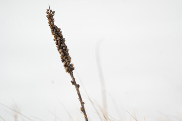 Reeds in New England Swamp in Winter