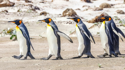 Fototapeta premium Volunteer Point, Falkland Islands, UK