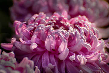 Majenta Dahlia flower petals with dew drops on them. Dahlia is bushy, tuberous, herbaceous perennial plants, Asteraceae family of dicotyledonous plants. Nature Background. Flower stock image.