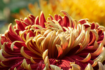 Yellow Dahlia flower petals with dew drops on them. Dahlia is bushy, tuberous, herbaceous perennial plants, Asteraceae family of dicotyledonous plants. Dark background. Flower stock image.