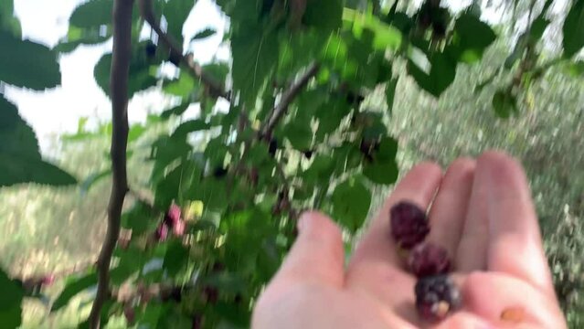 Recoger moras en &aacute;rbol morera 