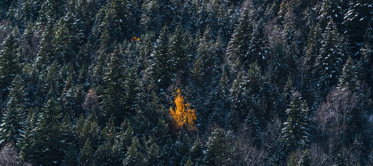 Lonely tree orange color in the middle of a panoramic landscape of some evergreen fir trees covered with snow. Concept of being different, standing out, being unique. Wintertime, vacations, holidays.