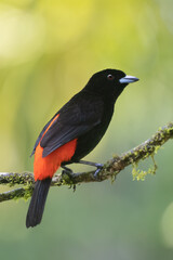 Fototapeta premium Male Scarlet-rumped Tanager bird in Costa Rica rainforest