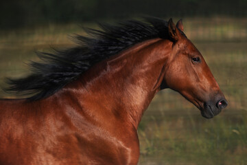 Fototapeta premium Wild Horse fast Running in natural