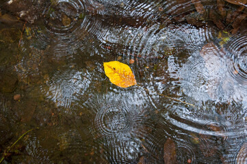 Hoja amarilla sobre el arroyo. Gotas de lluvia.
