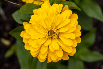 Yellow zinnia flower close up