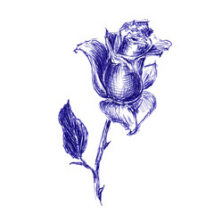 Single rose as a symbol of love. Hand made sketch with ballpoint pen on paper texture. Bitmap image