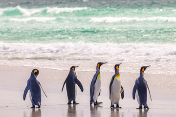 Obraz premium Volunteer Point, Falkland Islands, UK