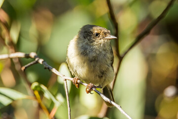Buff-rumped Thornbill in Victoria Australia