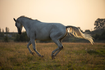 Plakat Beautiful bay horse rearing up in spring green field