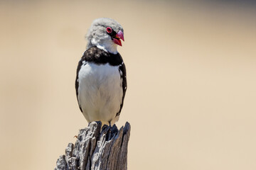Diamond Firetail in Victoria Australia