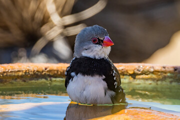 Diamond Firetail in Victoria Australia
