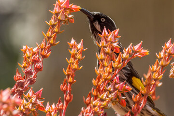 New Holland Honeyeater in Victoria Australia