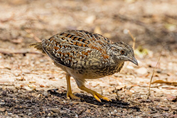 Painted Button-quail in Victoria Australia