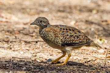 Painted Button-quail in Victoria Australia