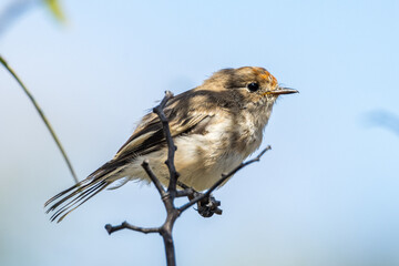Red-capped Robin in Victoria Australia