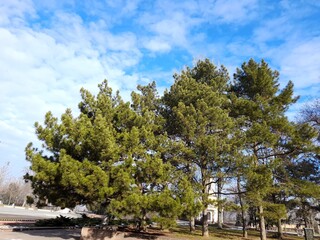 Pine trees against the backdrop of a beautiful winter sky.