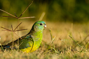 Red-rumped Parrot in Victoria Australia