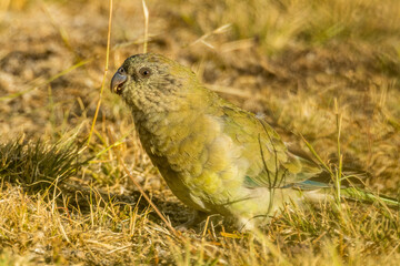 Red-rumped Parrot in Victoria Australia