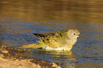 Red-rumped Parrot in Victoria Australia