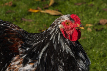 Close up of a beautiful colored porcelain Brahma rooster, rare chicken breeds	